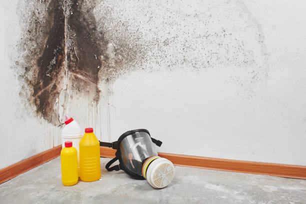 Best Commercial Mold Inspection  in Camp Wood, TX