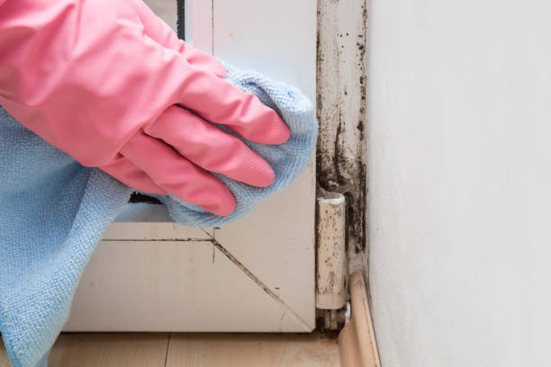 Why You Should Choose Our Mold Remediation Services in (206) 803-13630